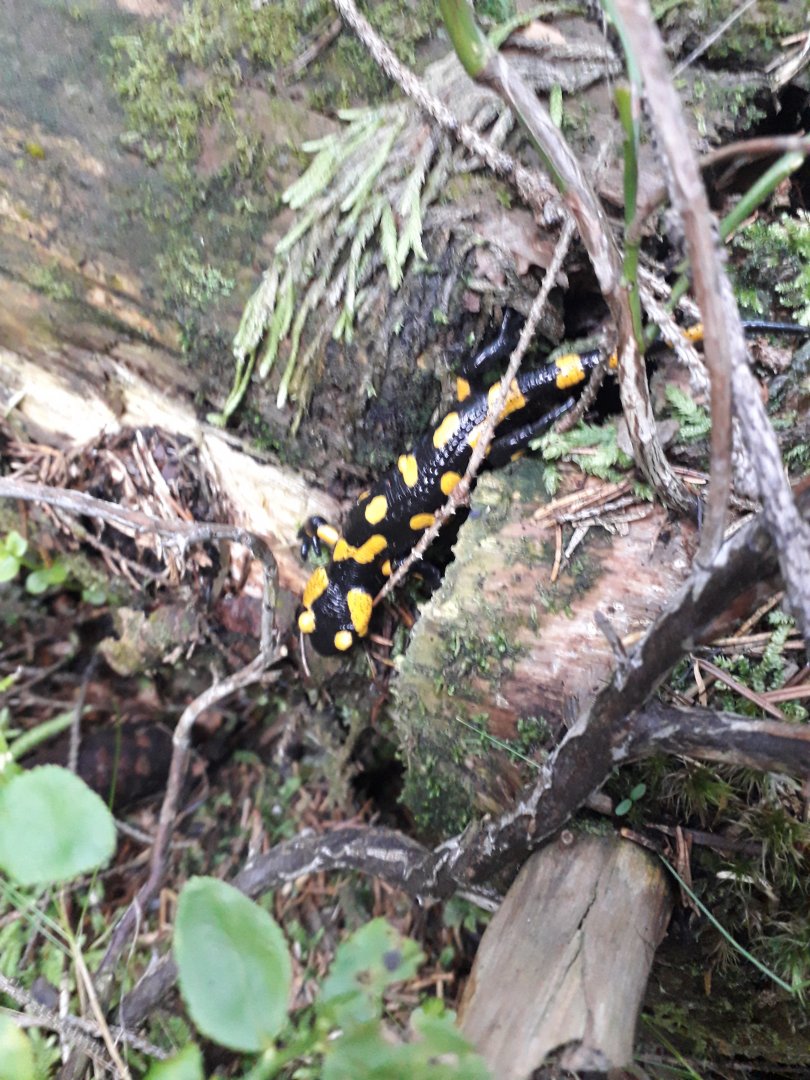 Salamandra salamandra