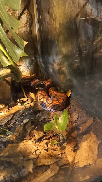 Salamanta - São Paulo Aquarium