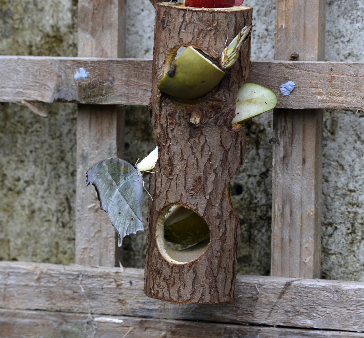 Salamis parhassus & Attacus atlas