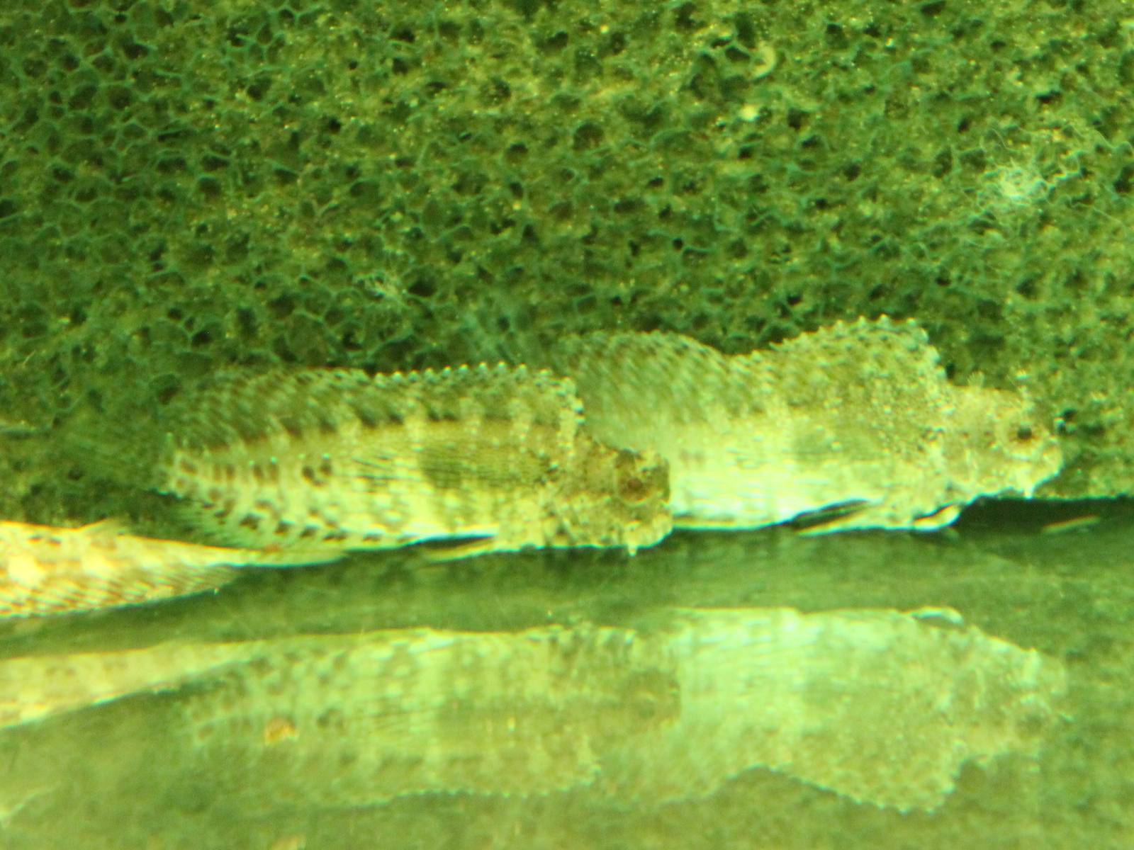 Salarias cf fasciatus