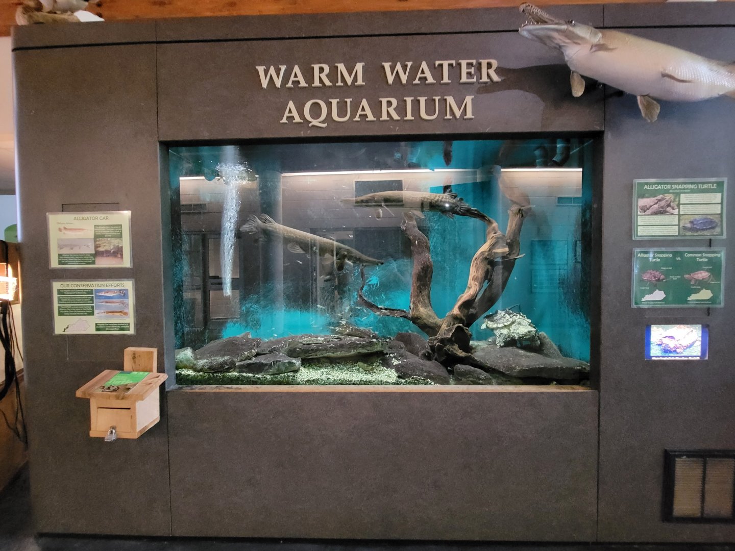 Salato - Alligator gar, alligator snapping turtle