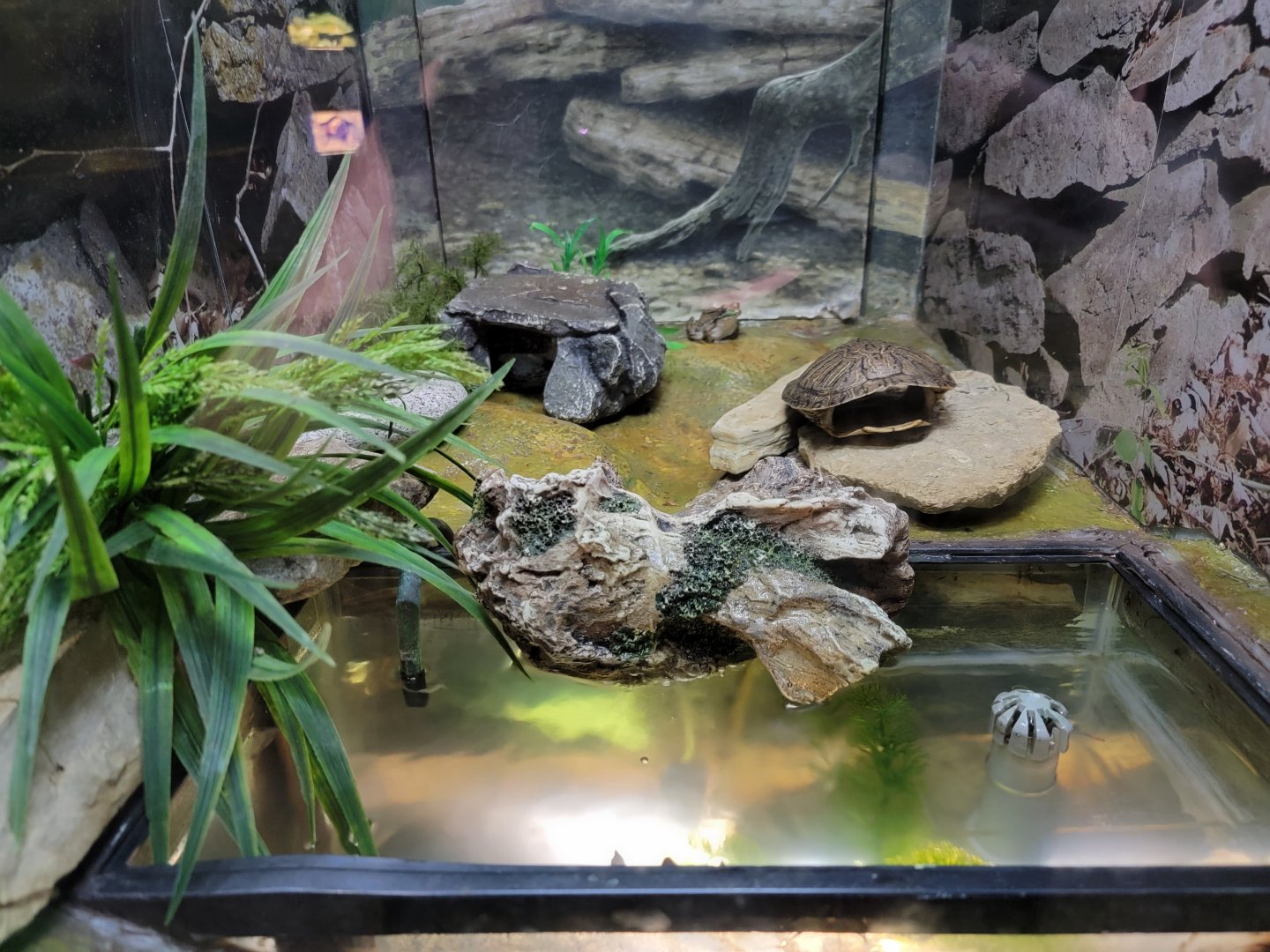 Salato - American bullfrog, green frog