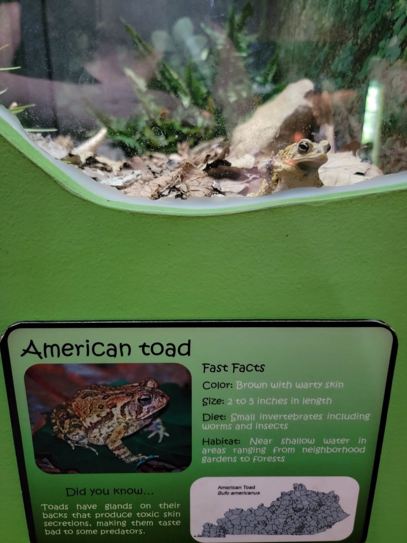 Salato - American toad