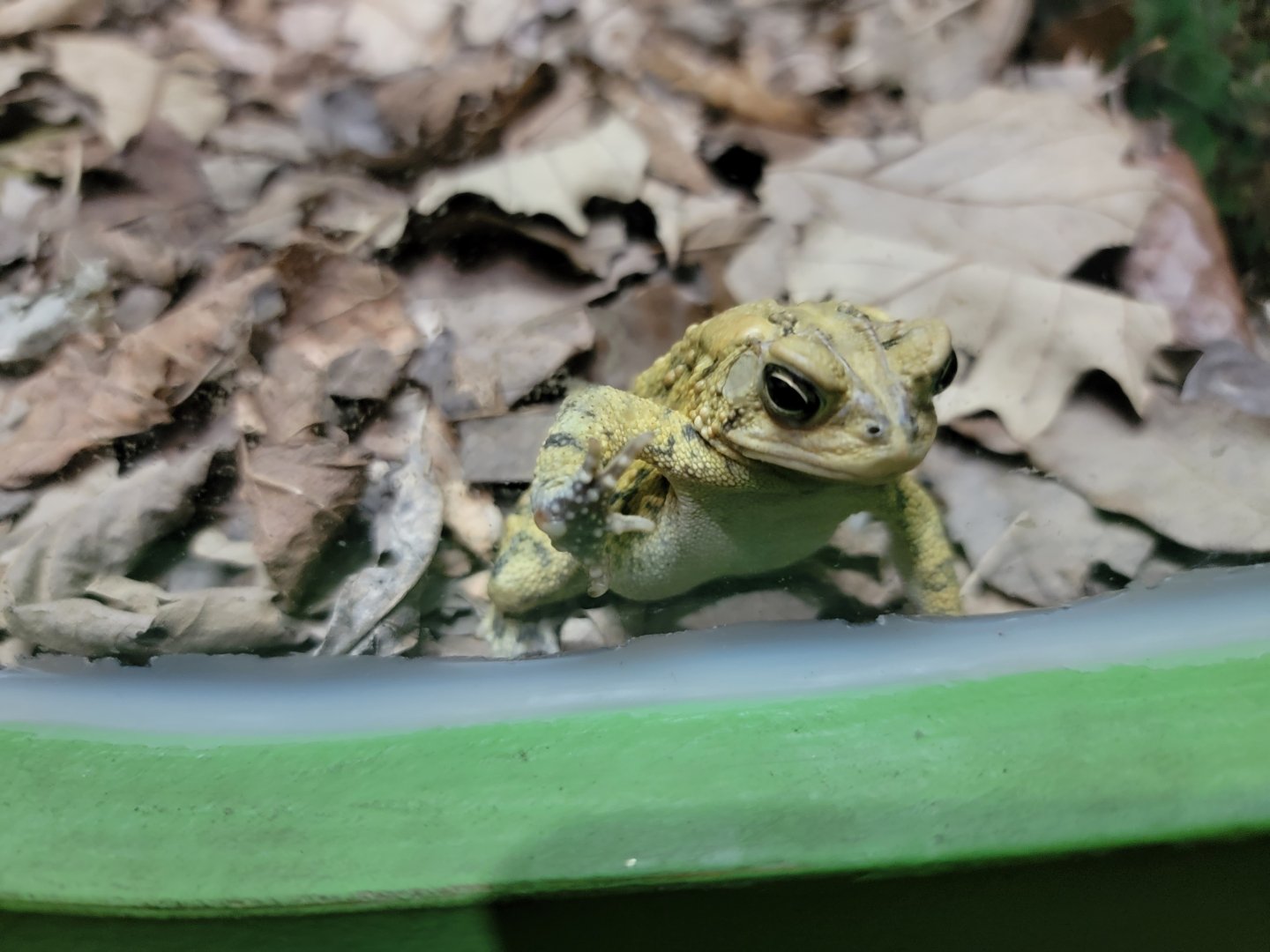 Salato - American toad