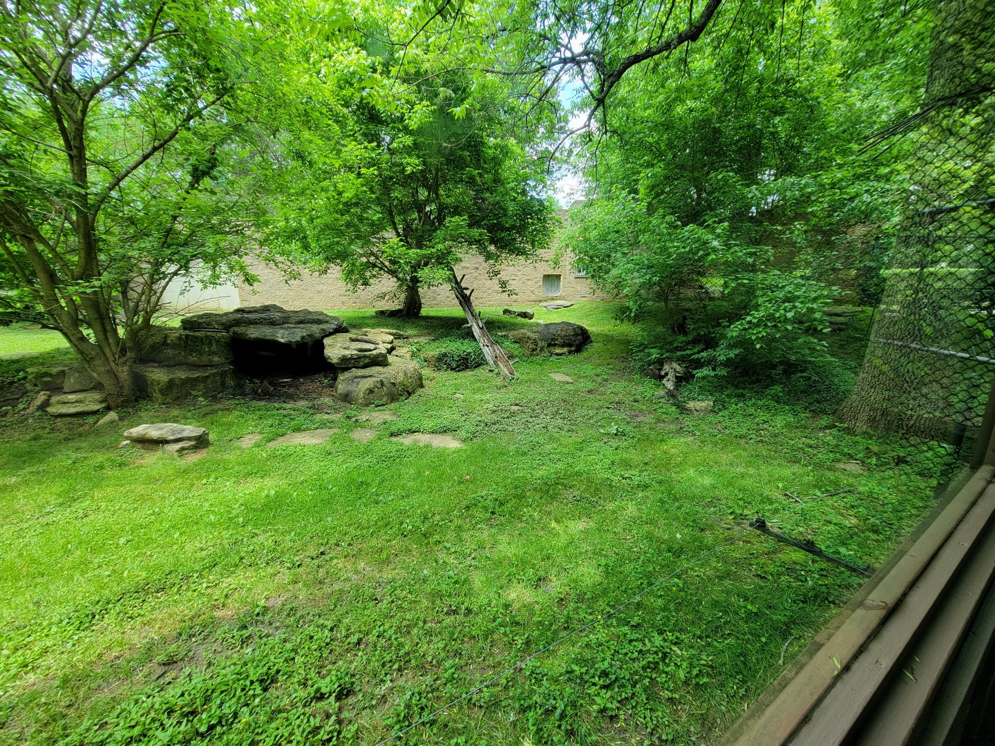 Salato - Bear viewing from glass windows
