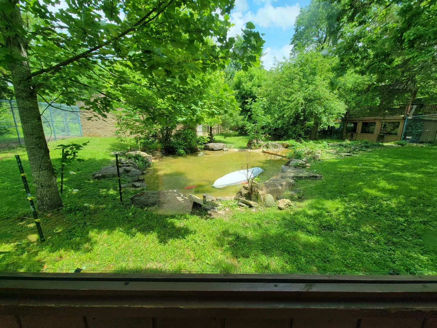 Salato - Bear viewing from the other window