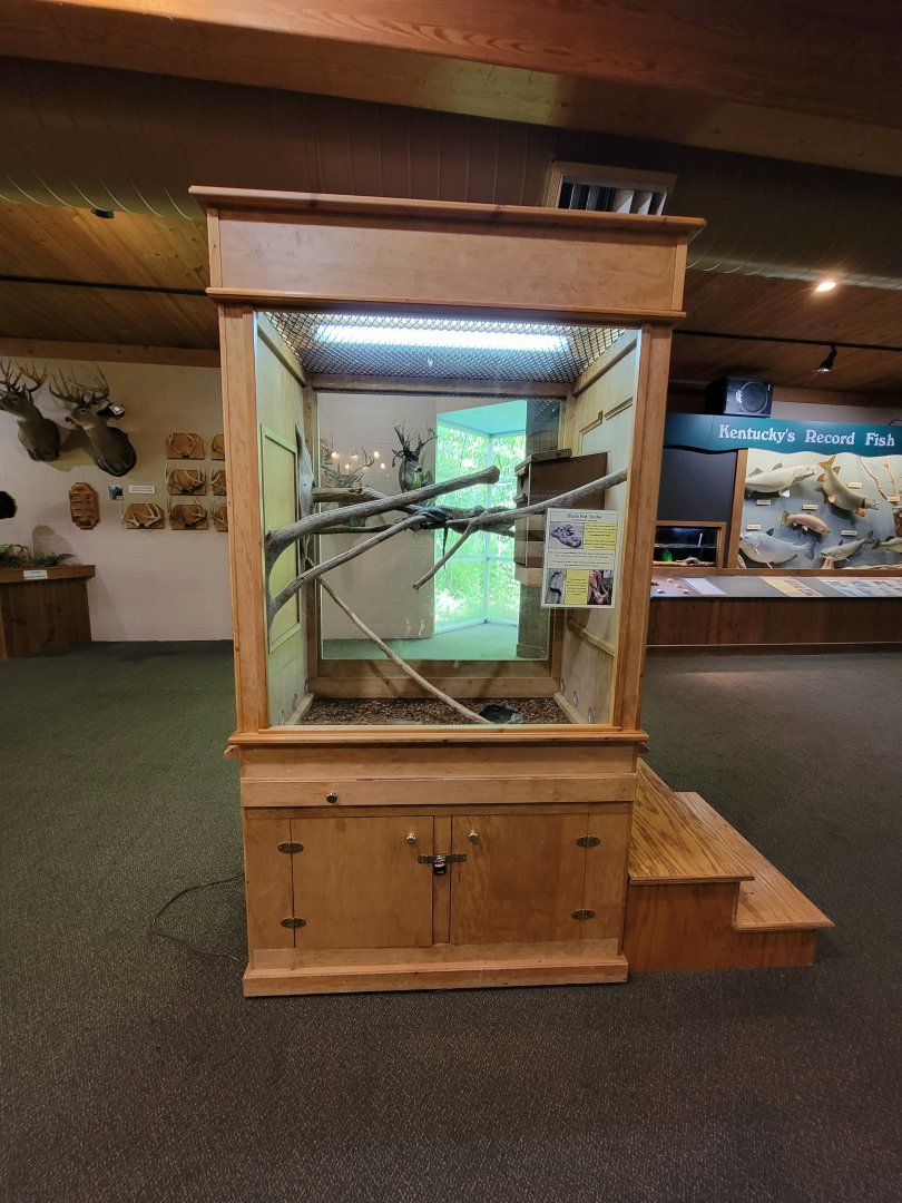 Salato - Black rat snake