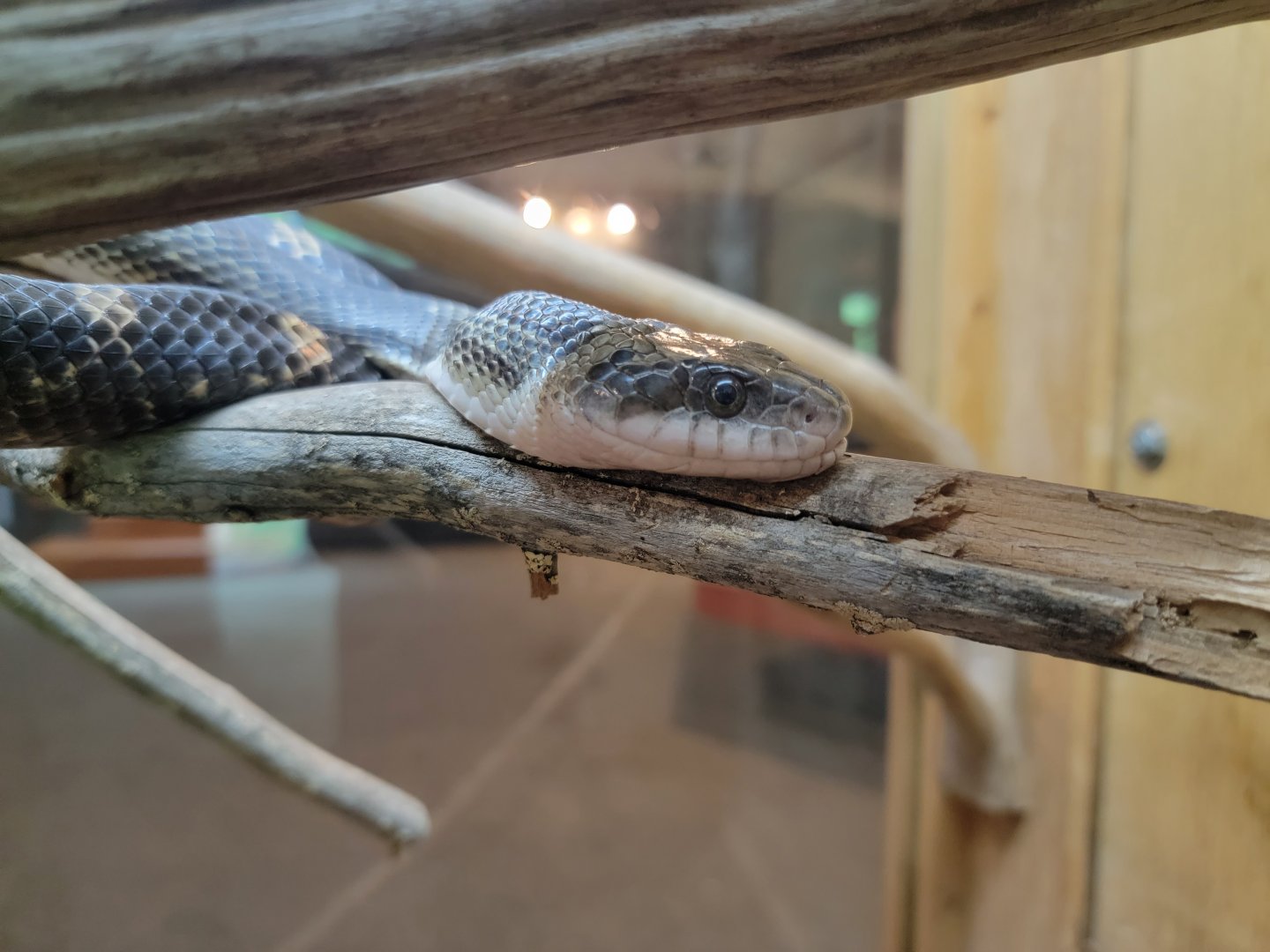 Salato - Black rat snake