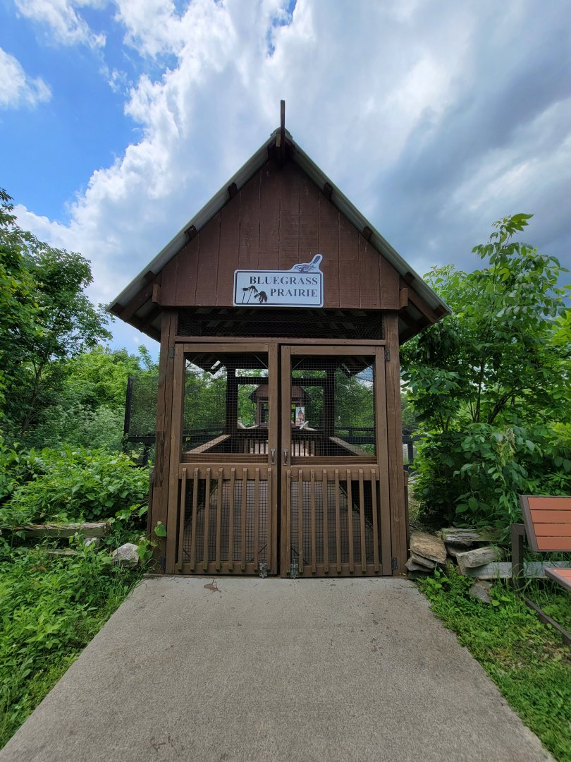 Salato - Bluegrass Prairie, for northern bobwhite