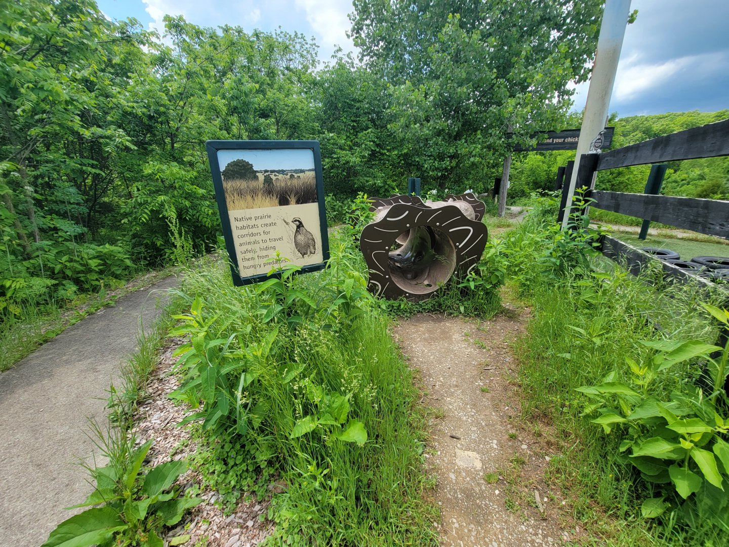 Salato - Bobwhite - Better path for hiding, vs mowed lawn