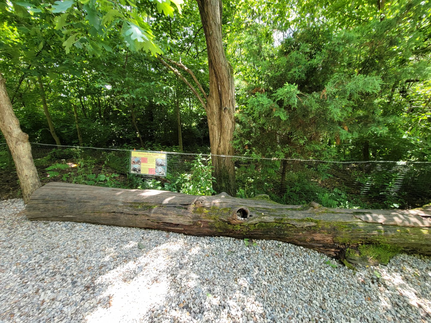 Salato - Eastern box turtles