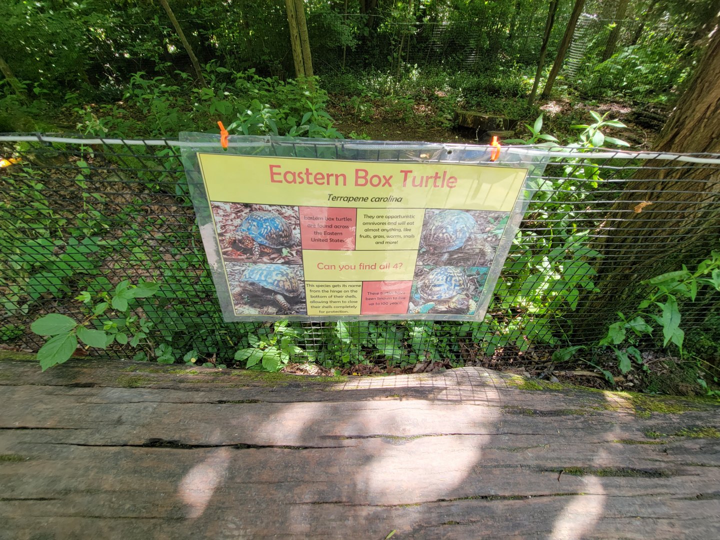 Salato - Eastern box turtles
