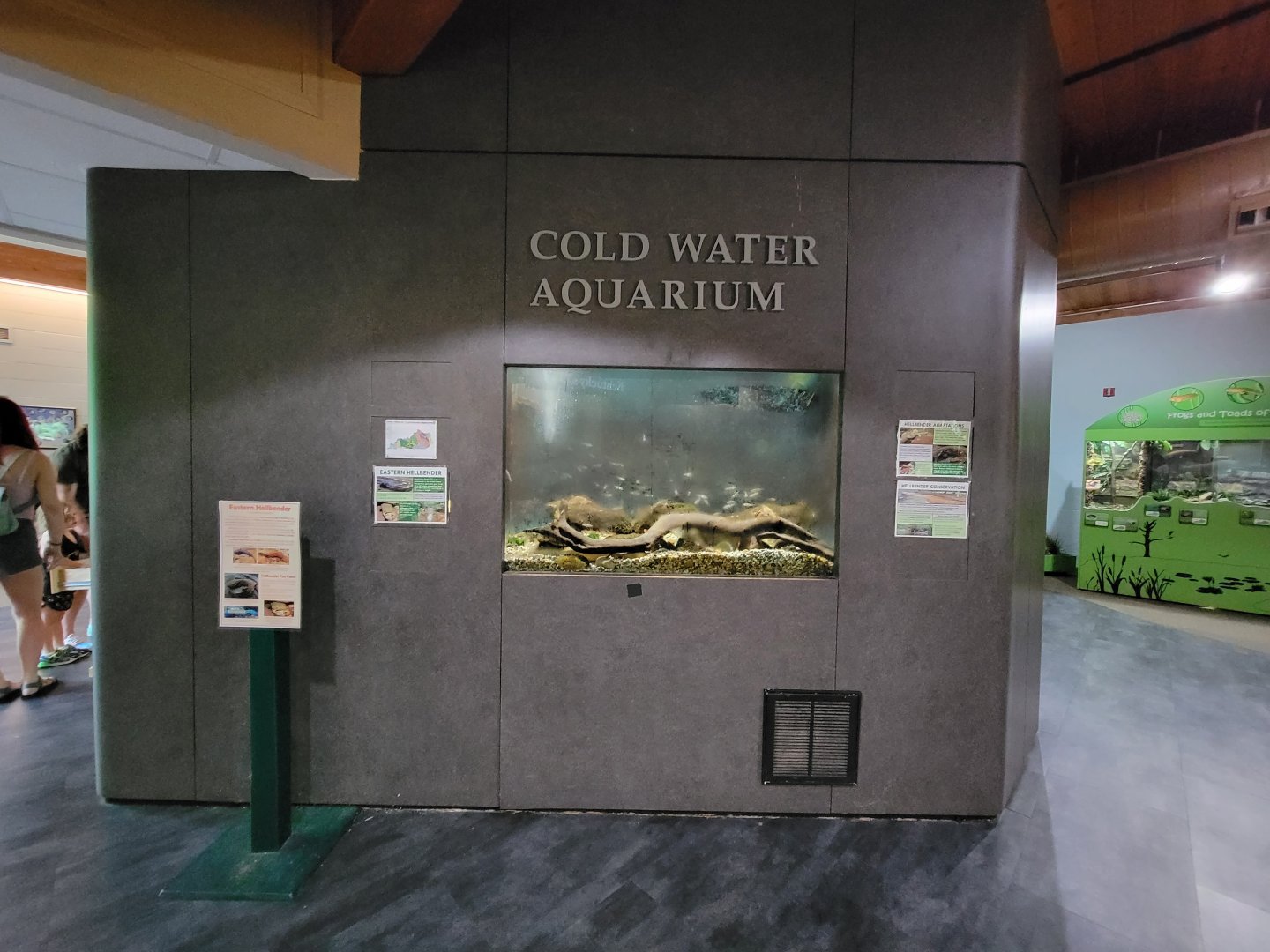 Salato - Eastern hellbender