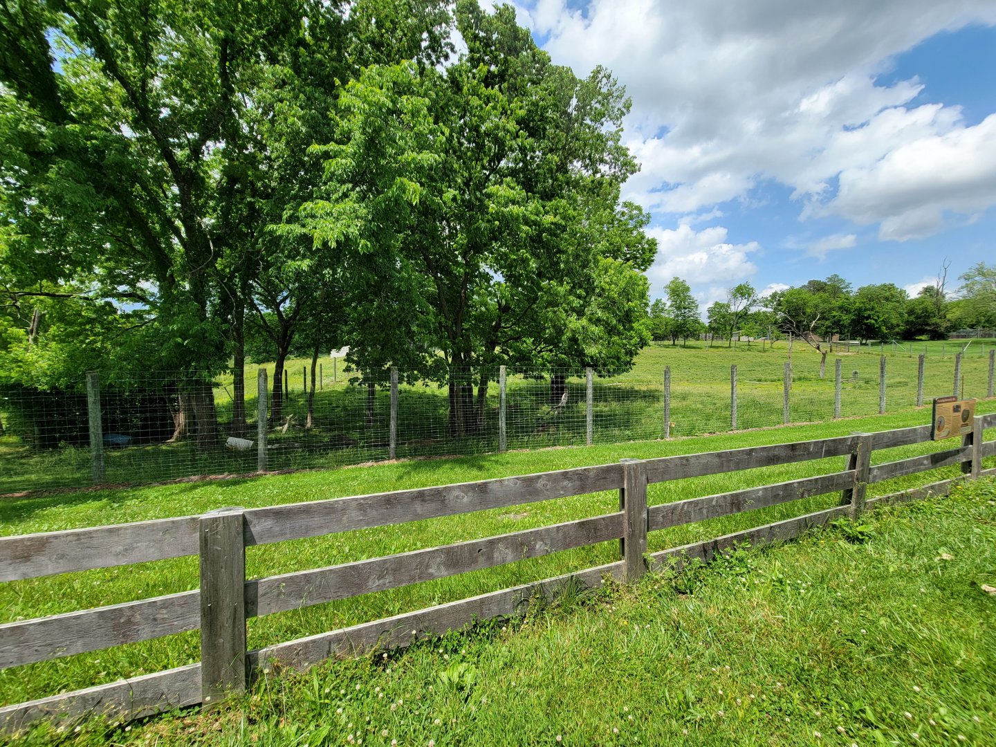 Salato - Elk in the shade