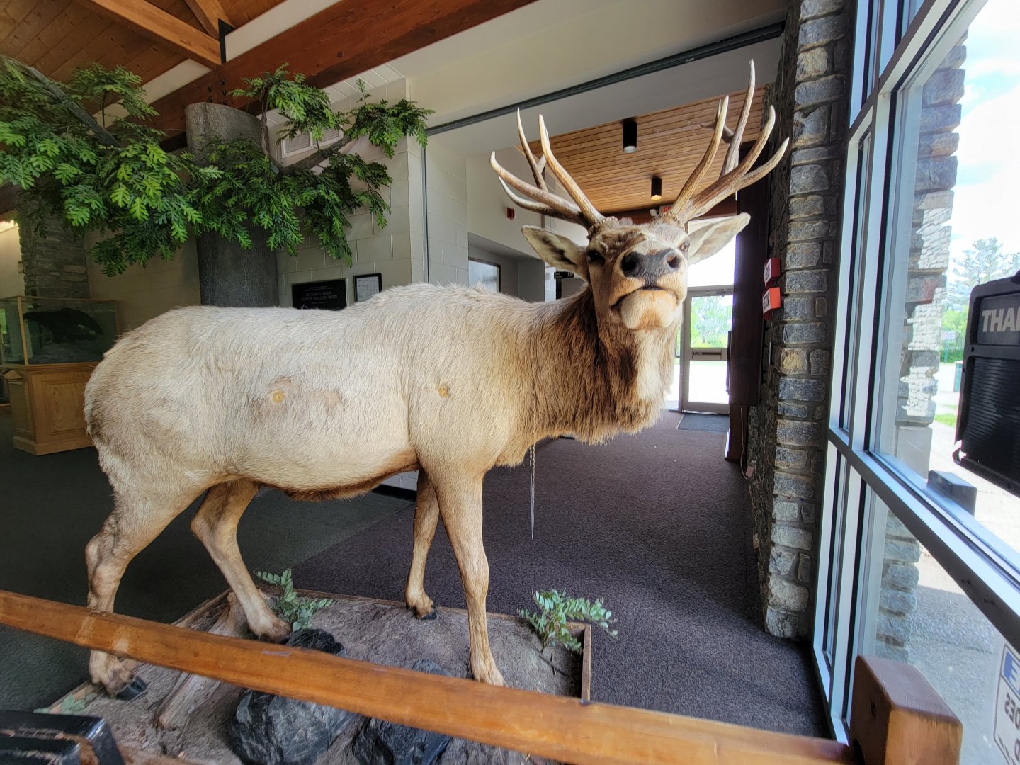 Salato - Elk inside entrance