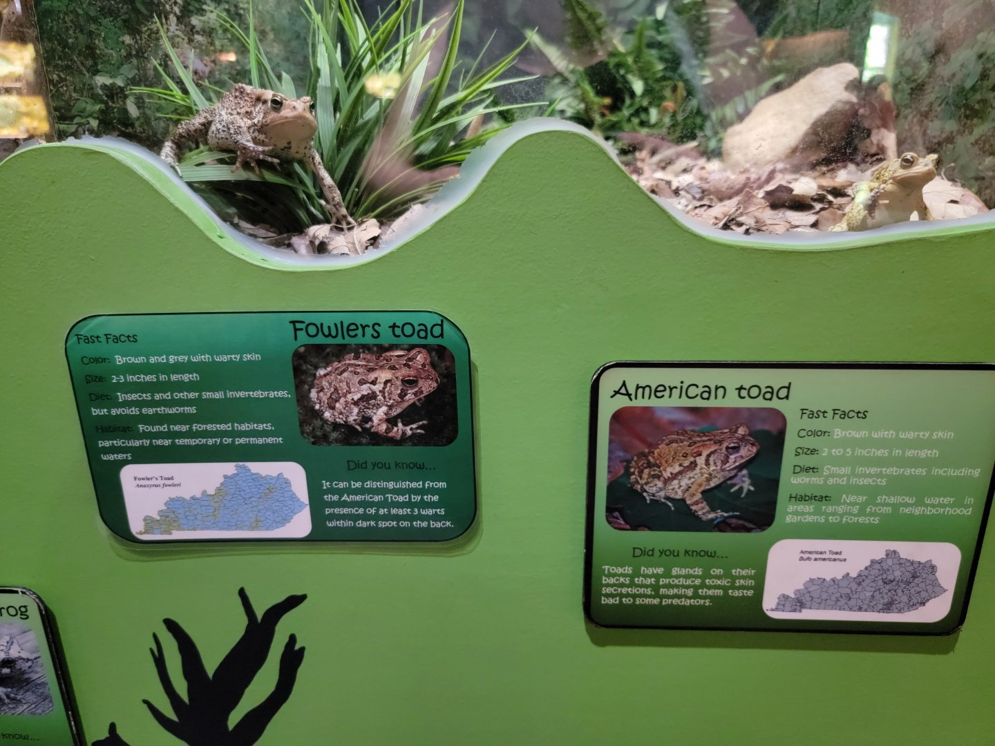 Salato - Fowler's toad & American toad being helpful