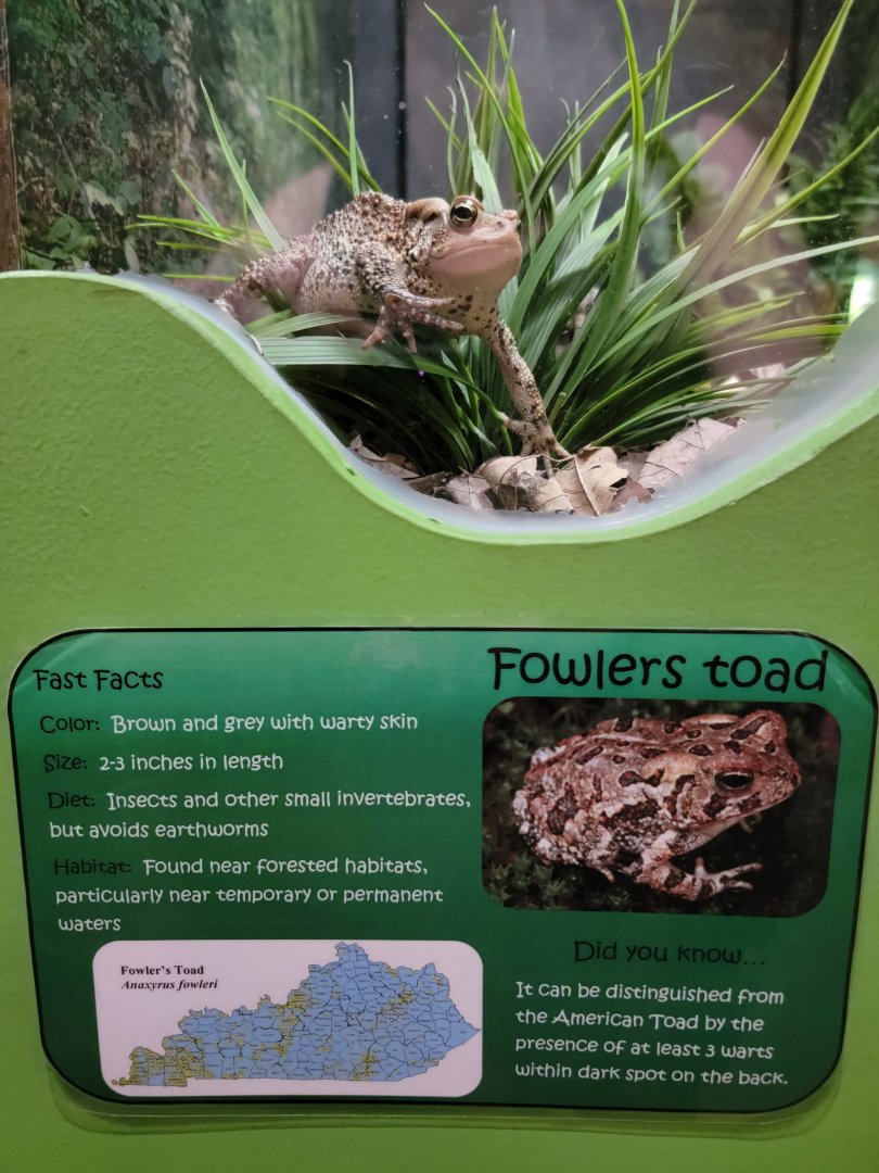 Salato - Fowler's toad