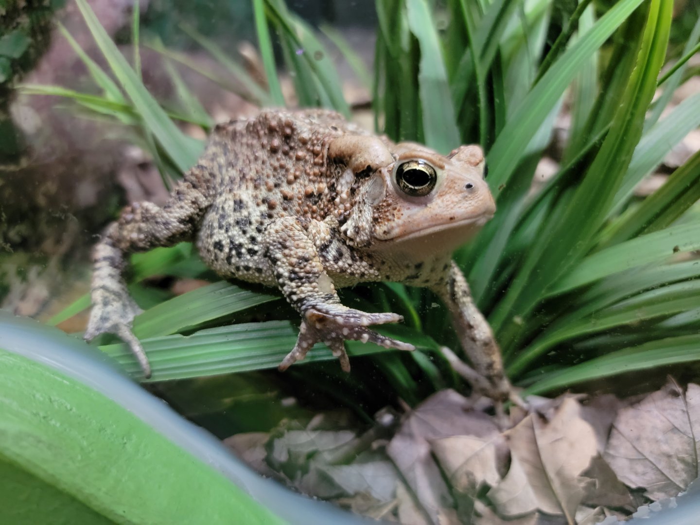 Salato - Fowler's toad