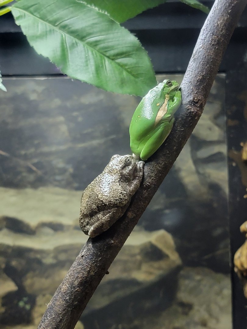 Salato - Green treefrog, Cope's gray treefrog