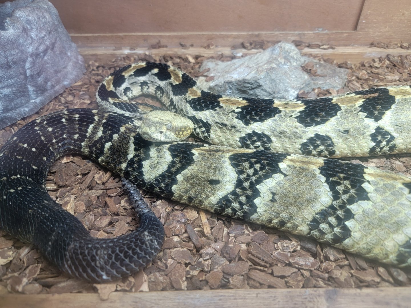 Salato - Grumpy looking Timber