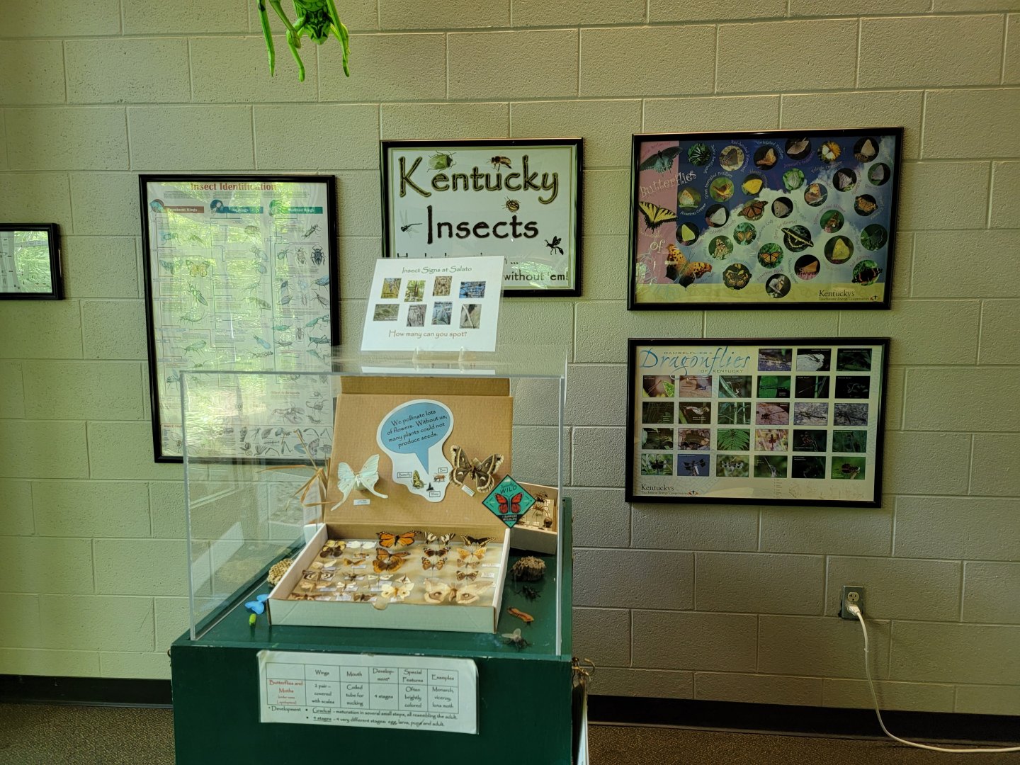 Salato - Insect info