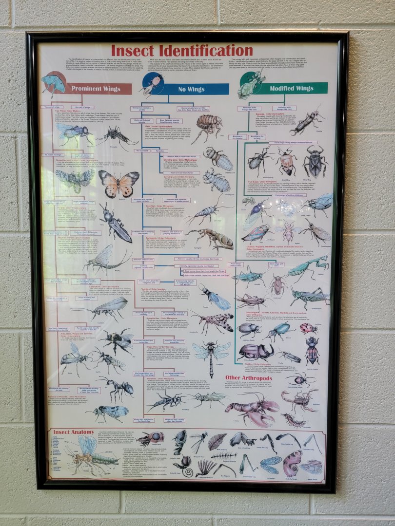 Salato - Insect info