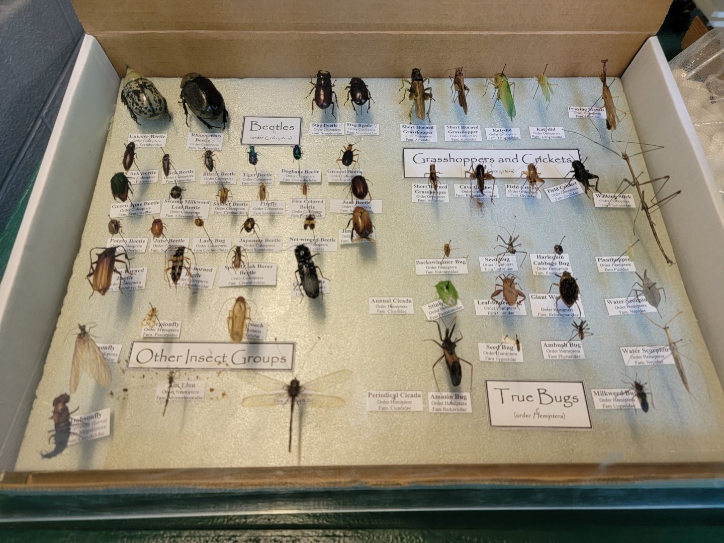 Salato - Insect info