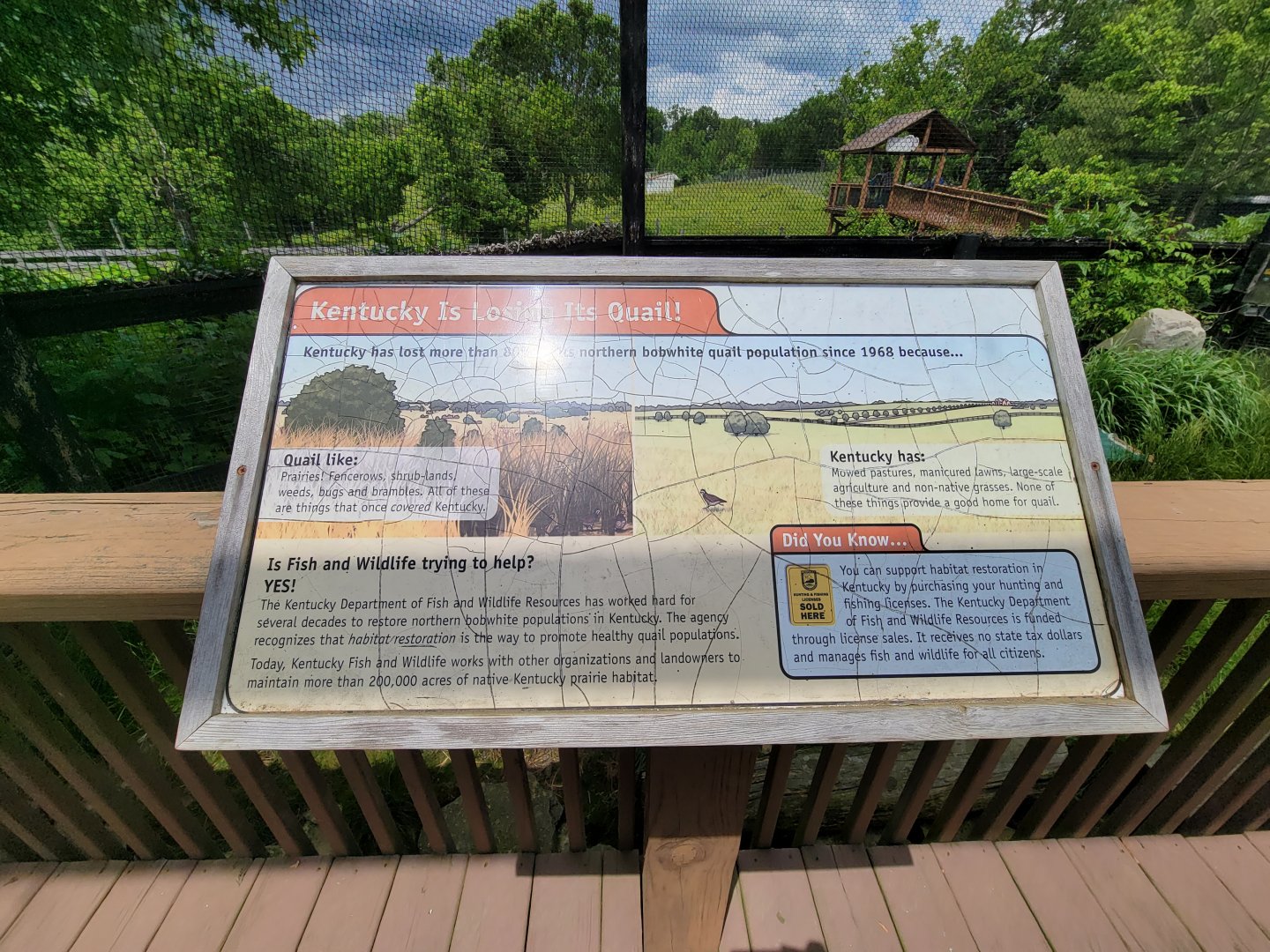 Salato - Kentucky is losing its quail