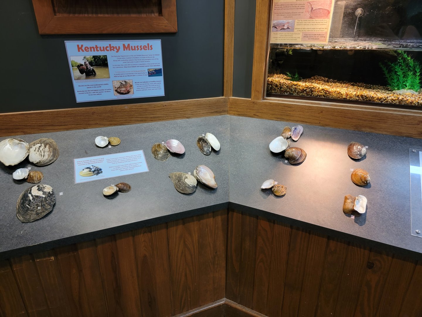 Salato - Kentucky mussels