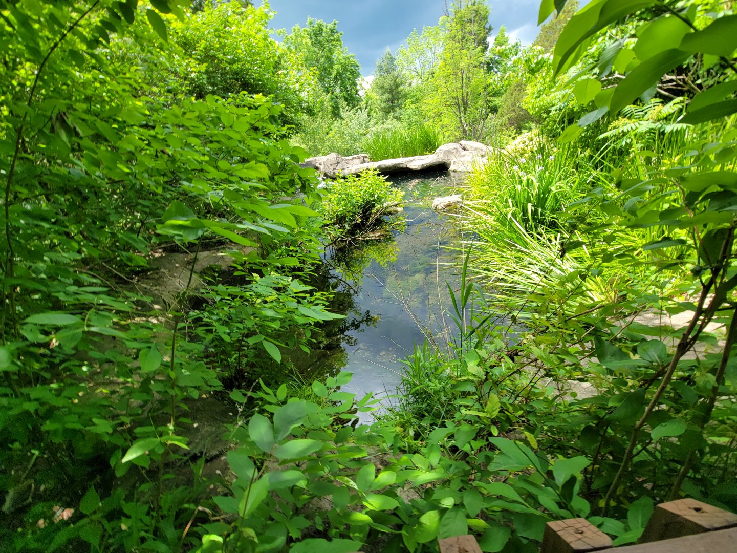 Salato - Living Stream