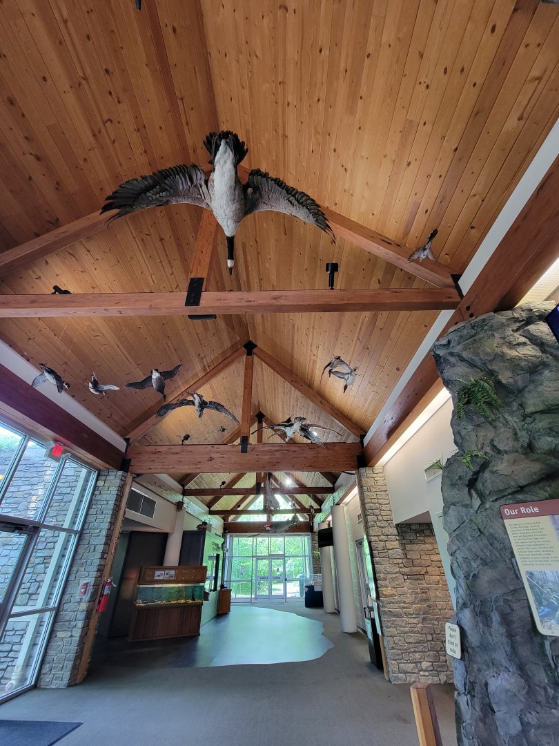 Salato - Native birds hanging from ceiling of main hall