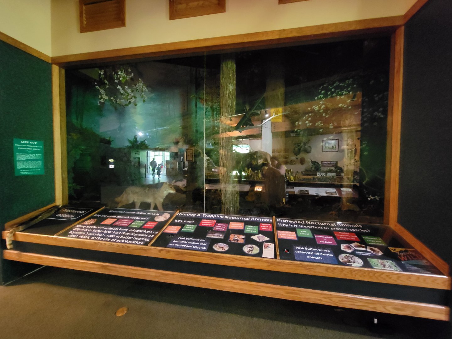 Salato - Nocturnal animals diorama