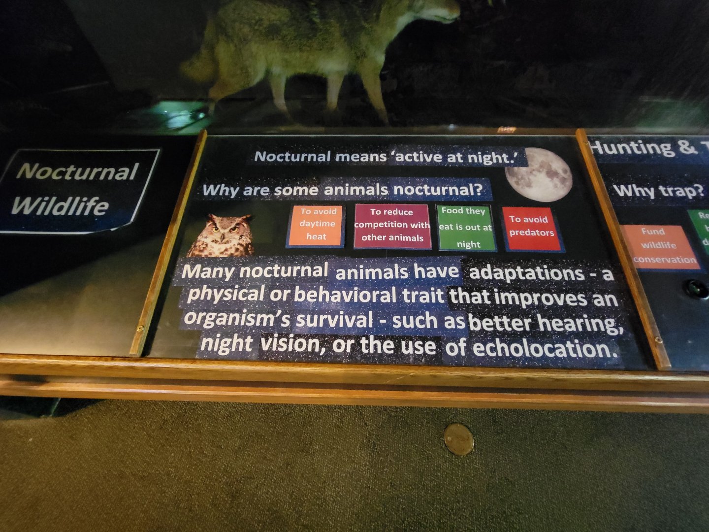 Salato - Nocturnal species info