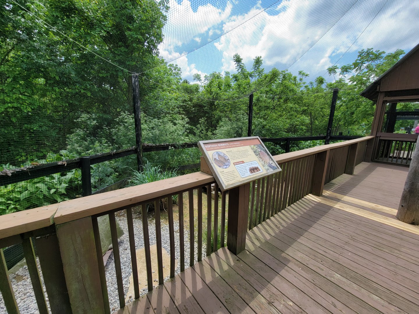 Salato - Northern bobwhite exhibit