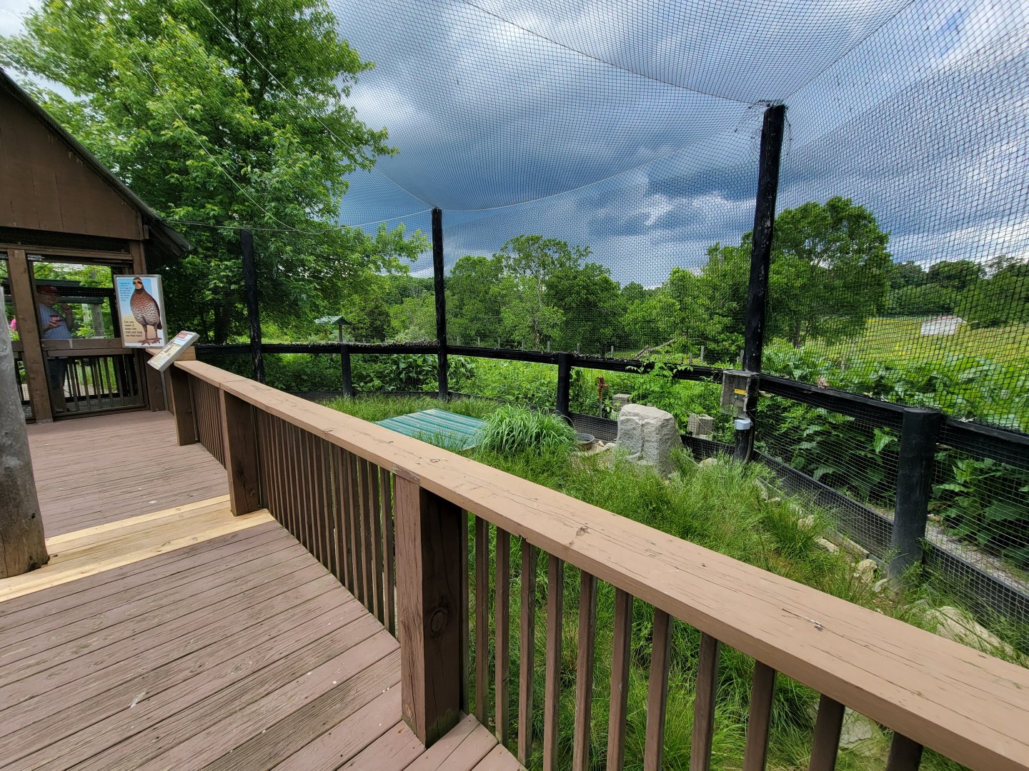 Salato - Northern bobwhite exhibit