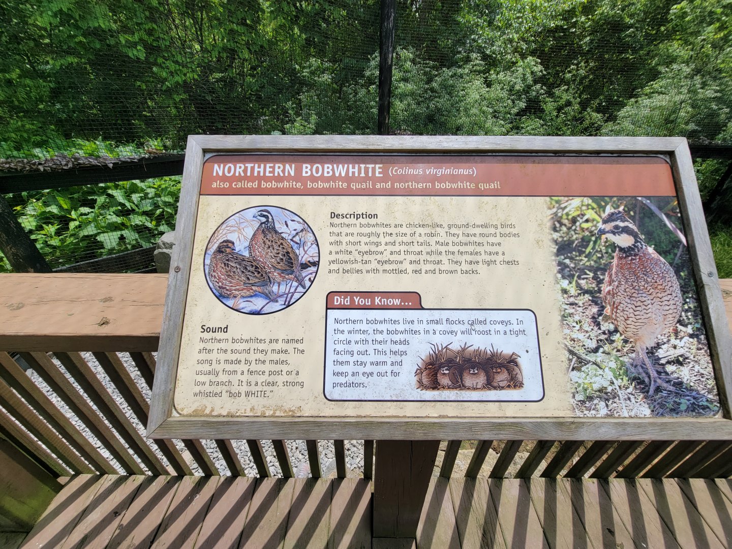Salato - Northern bobwhite exhibit