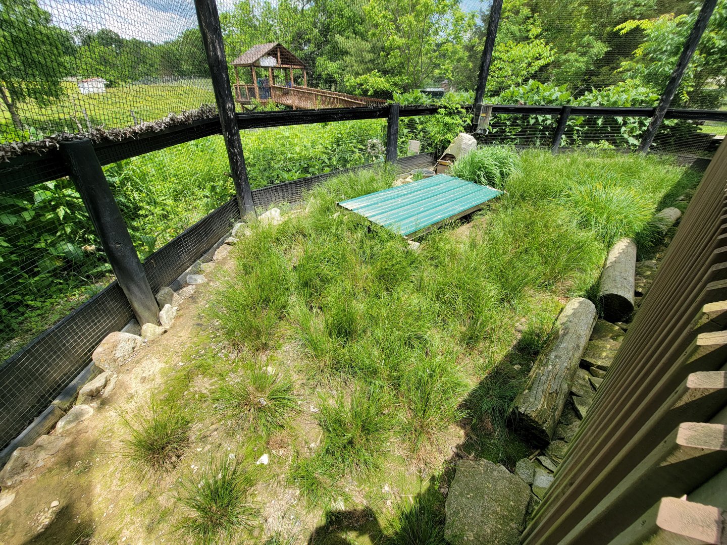 Salato - Northern bobwhite exhibit