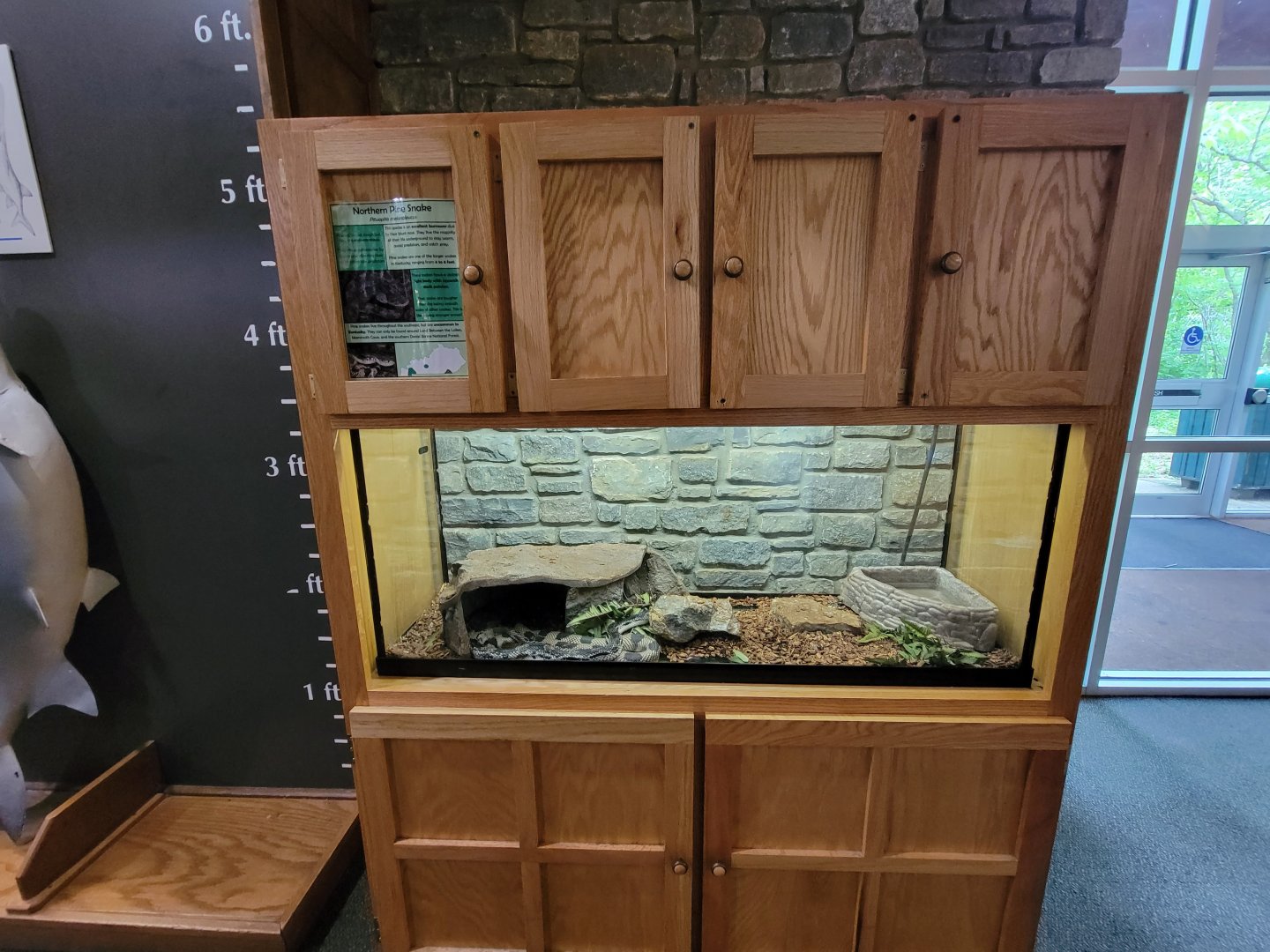 Salato - Northern pine snake