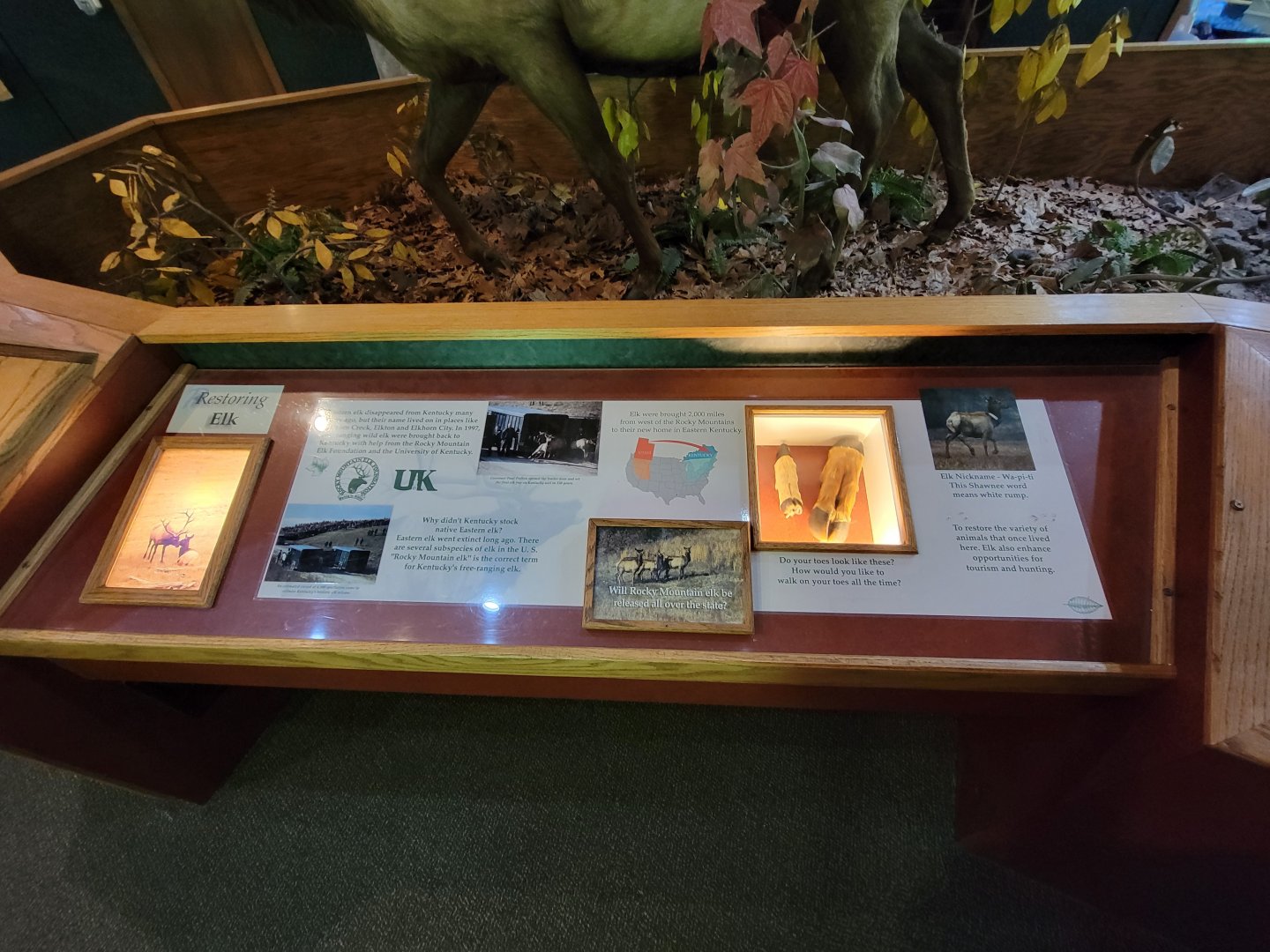 Salato - Restoring elk info