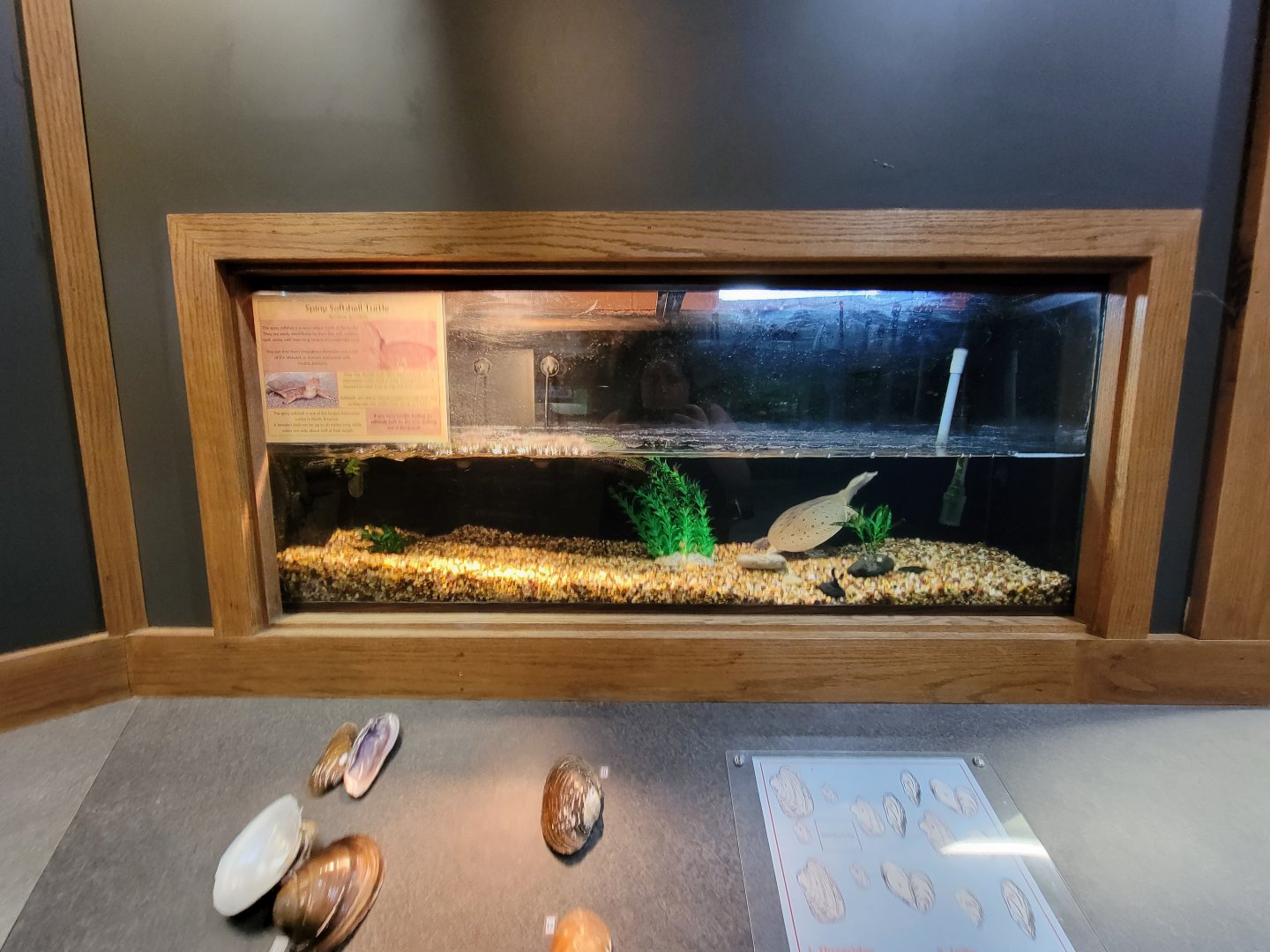 Salato - Spiny softshell turtle