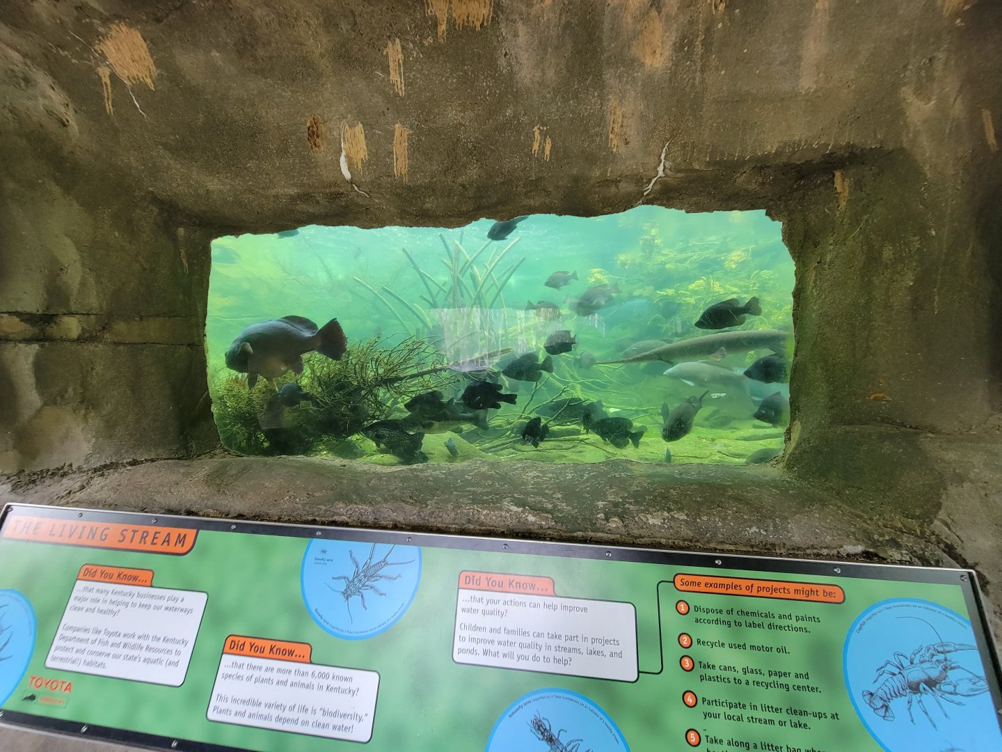 Salato - Stream fish tank (under waterfall)