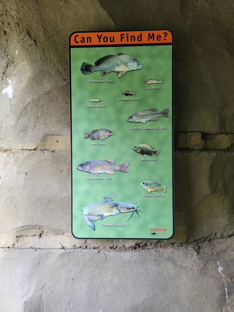 Salato - Stream fish tank