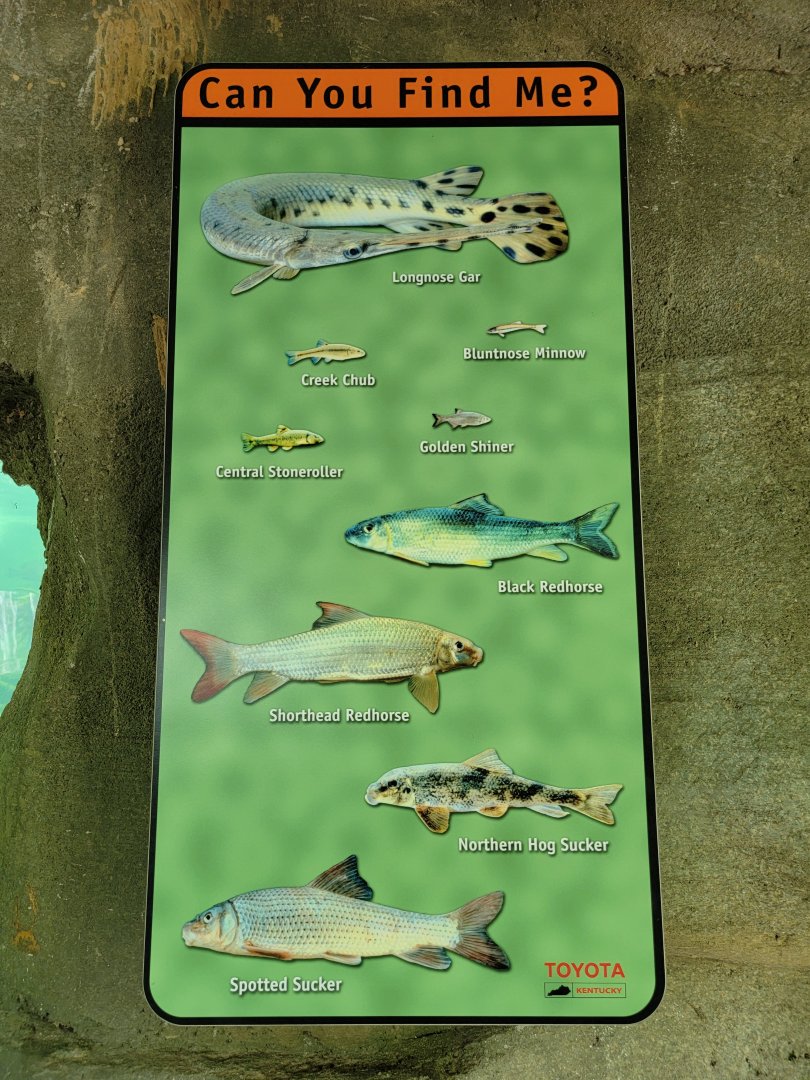 Salato - Stream fish tank