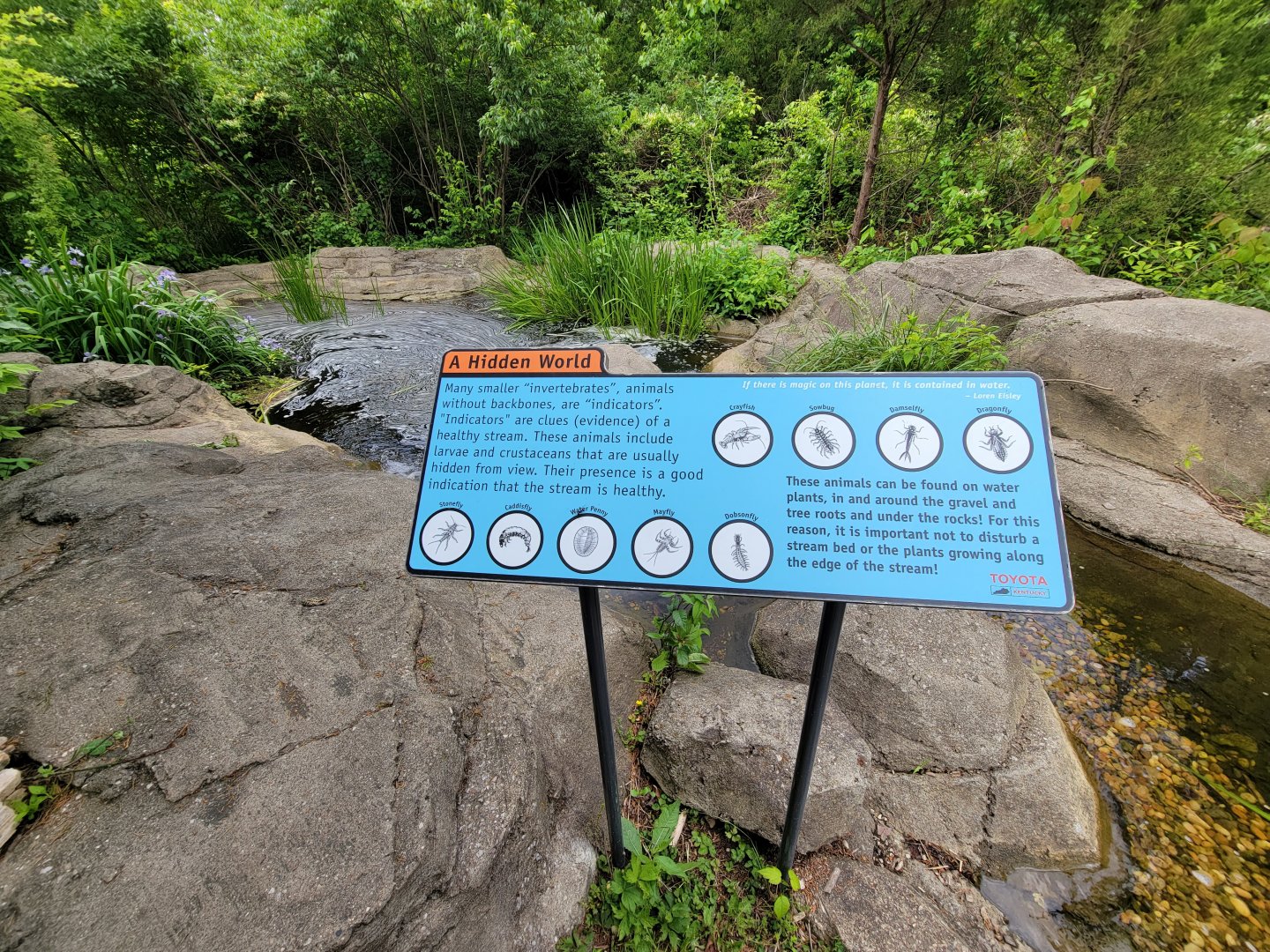 Salato - Stream info