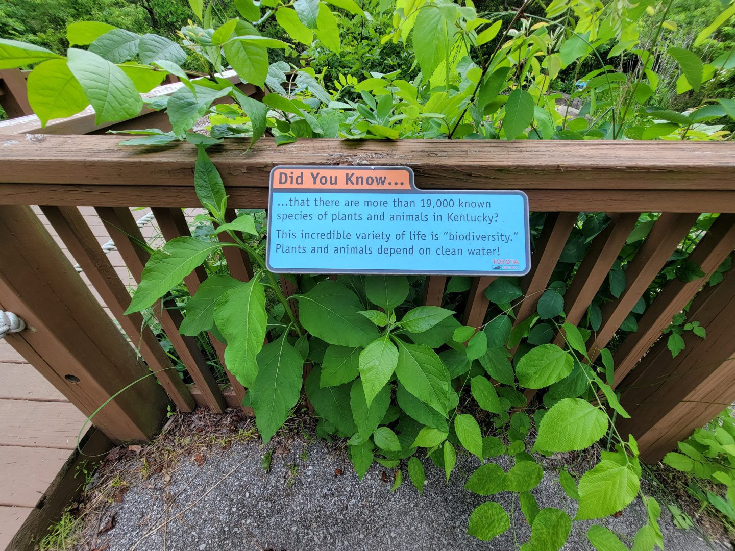 Salato - Stream info