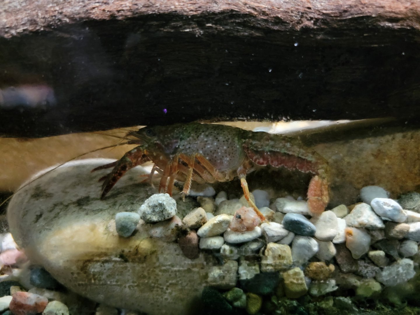 Salato - Unsigned in hellbender aquarium