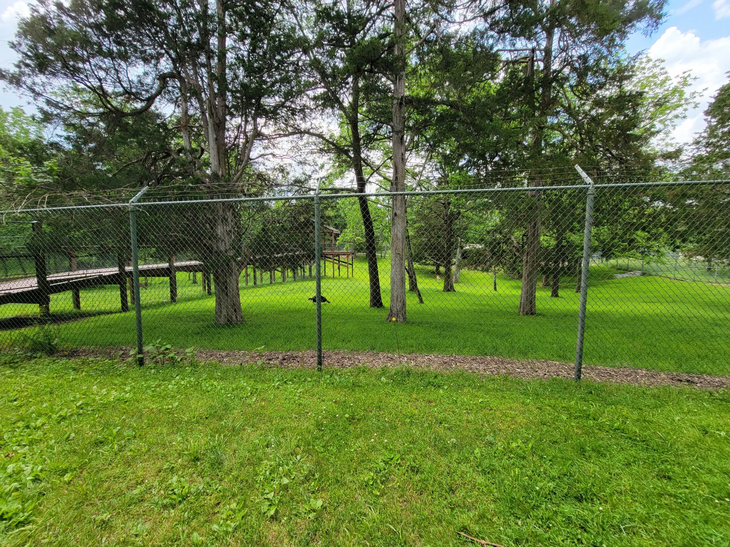 Salato - Whitetail & wild turkey yard