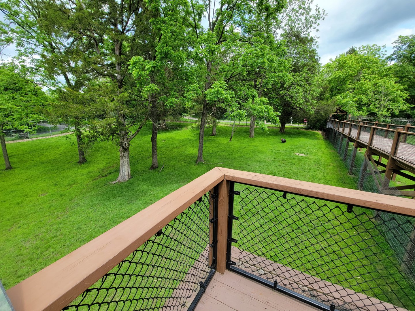 Salato - Whitetail & wild turkey yard