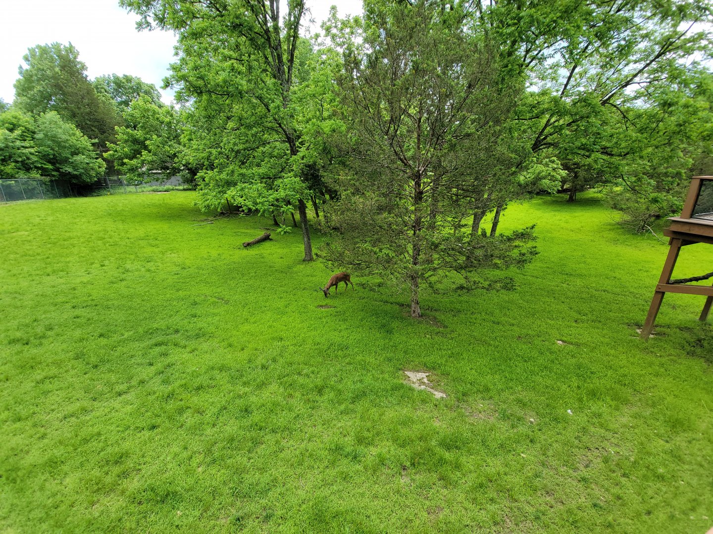 Salato - Whitetail & wild turkey yard