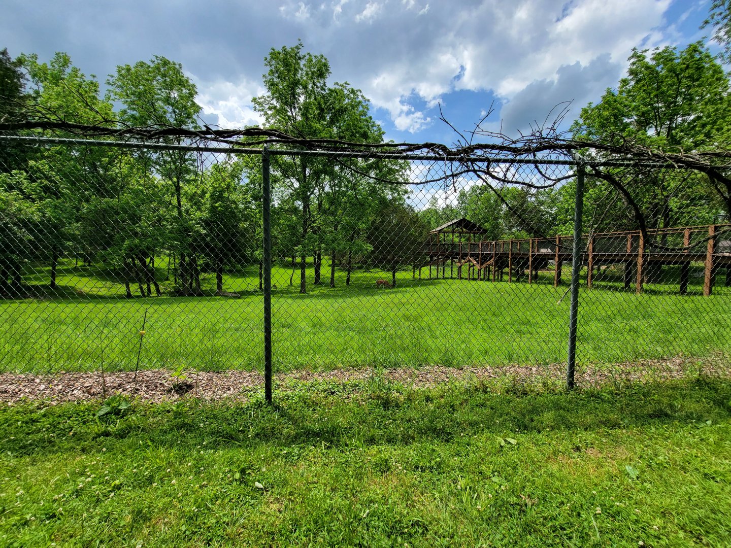 Salato - Whitetail & wild turkey yard